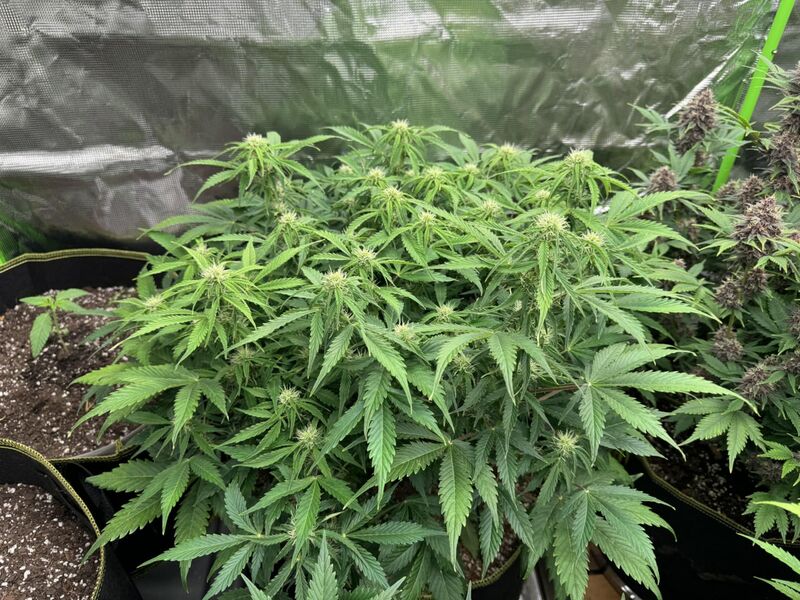 Orange President Auto, Фасовка: 1, изображение 4